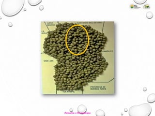 Cereales y Oleaginosas
 