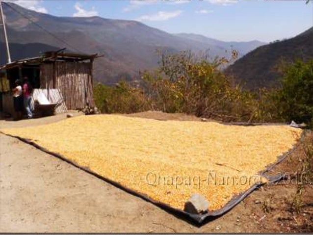 Presentación postcosecha