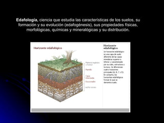 Edafología,  ciencia que estudia las características de los suelos, su formación y su evolución (edafogénesis), sus propiedades físicas, morfológicas, químicas y mineralógicas y su distribución. 