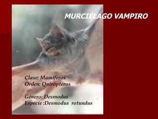 MURCIÉLAGO VAMPIRO Clase: Mamíferos Orden: Quirópteros Género: Desmodus Especie :Desmodus  rotundus 