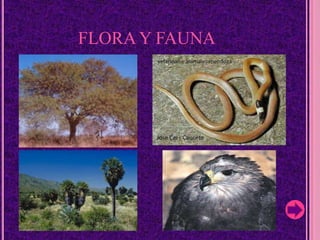 FLORA Y FAUNA
