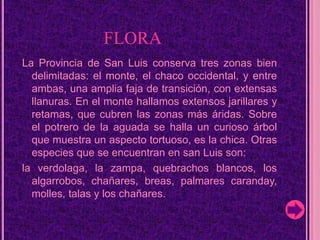                    FLORALa Provincia de San Luis conserva tres zonas bien delimitadas: el monte, el chaco occidental, y entre ambas, una amplia faja de transición, con extensas llanuras. En el monte hallamos extensos jarillares y retamas, que cubren las zonas más áridas.Sobre el potrero de la aguada se halla un curioso árbol que muestra un aspecto tortuoso, es la chica. Otras especies que se encuentran en san Luis son: la verdolaga, la zampa, quebrachos blancos, los algarrobos, chañares, breas, palmares caranday, molles, talas y los chañares.