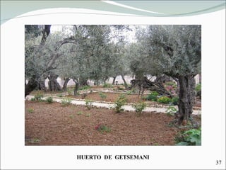 HUERTO  DE  GETSEMANI 37 