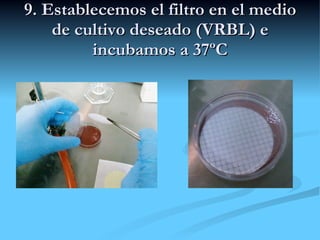 9. Establecemos el filtro en el medio de cultivo deseado (VRBL) e incubamos a 37ºC 