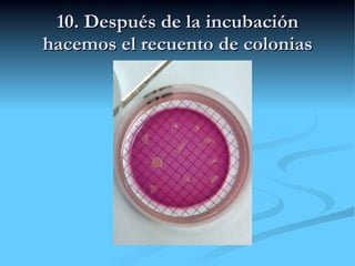10. Después de la incubación hacemos el recuento de colonias 