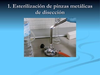 1. Esterilización de pinzas metálicas de disección 