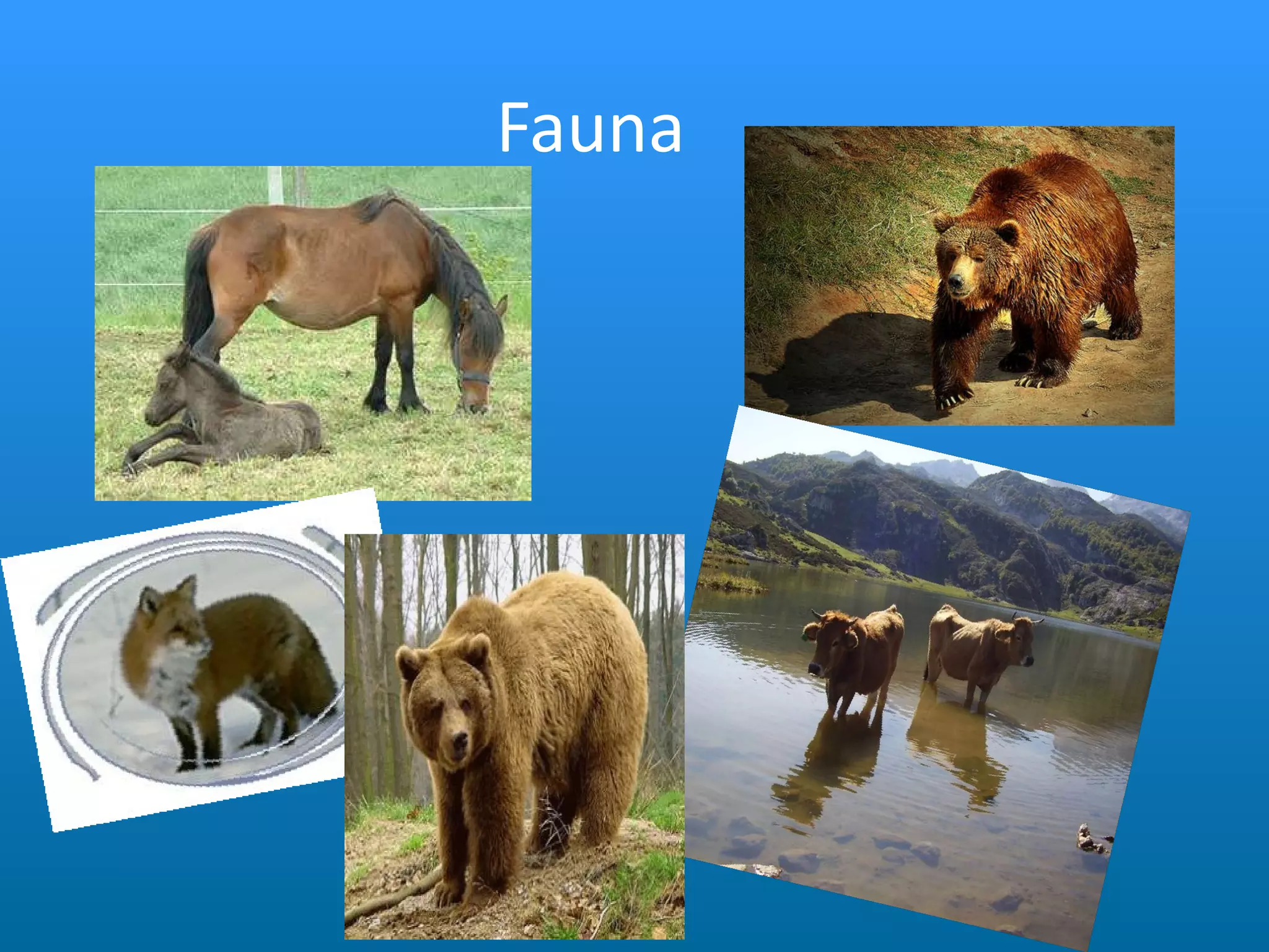 Fauna 