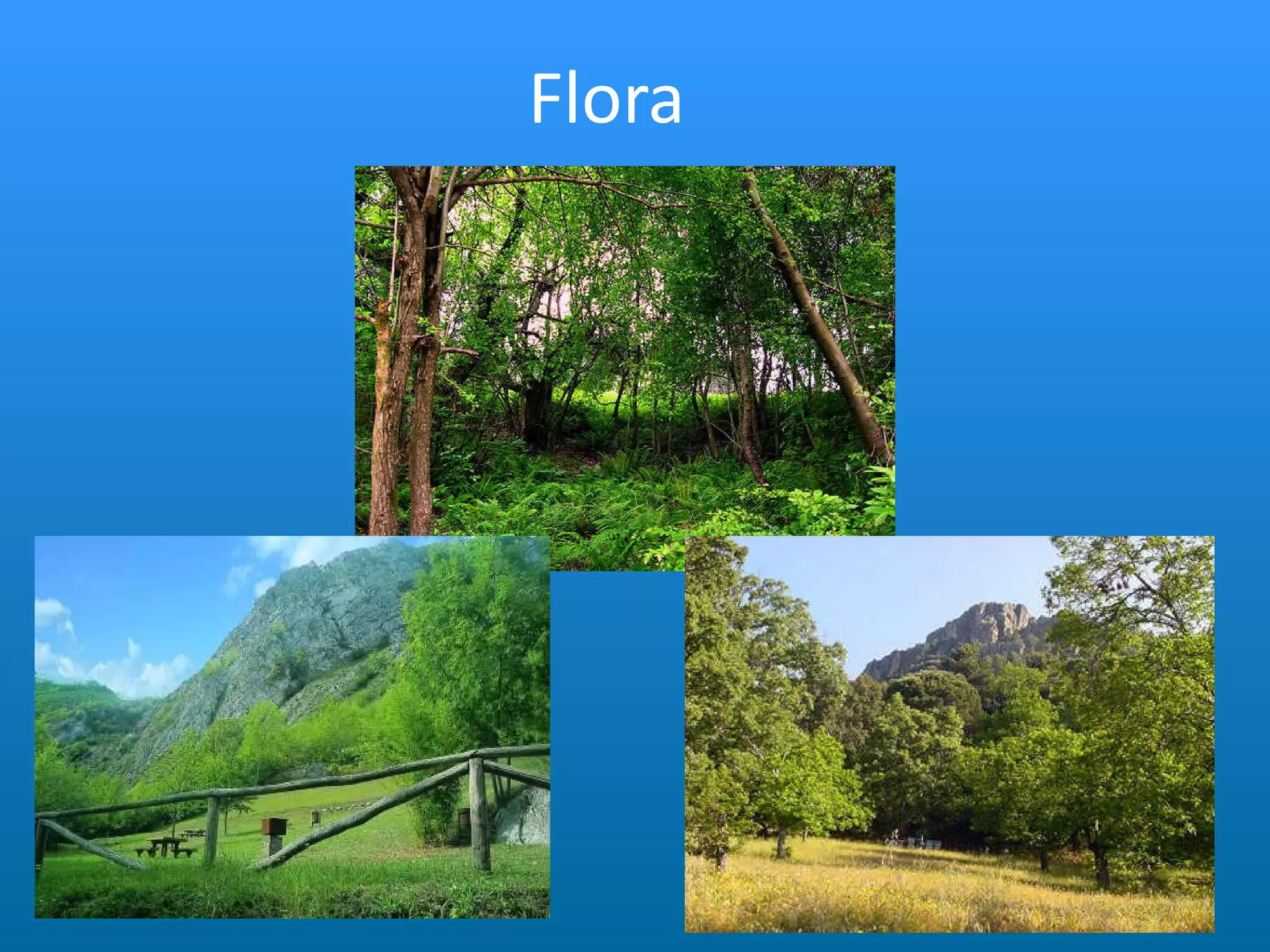 Flora 