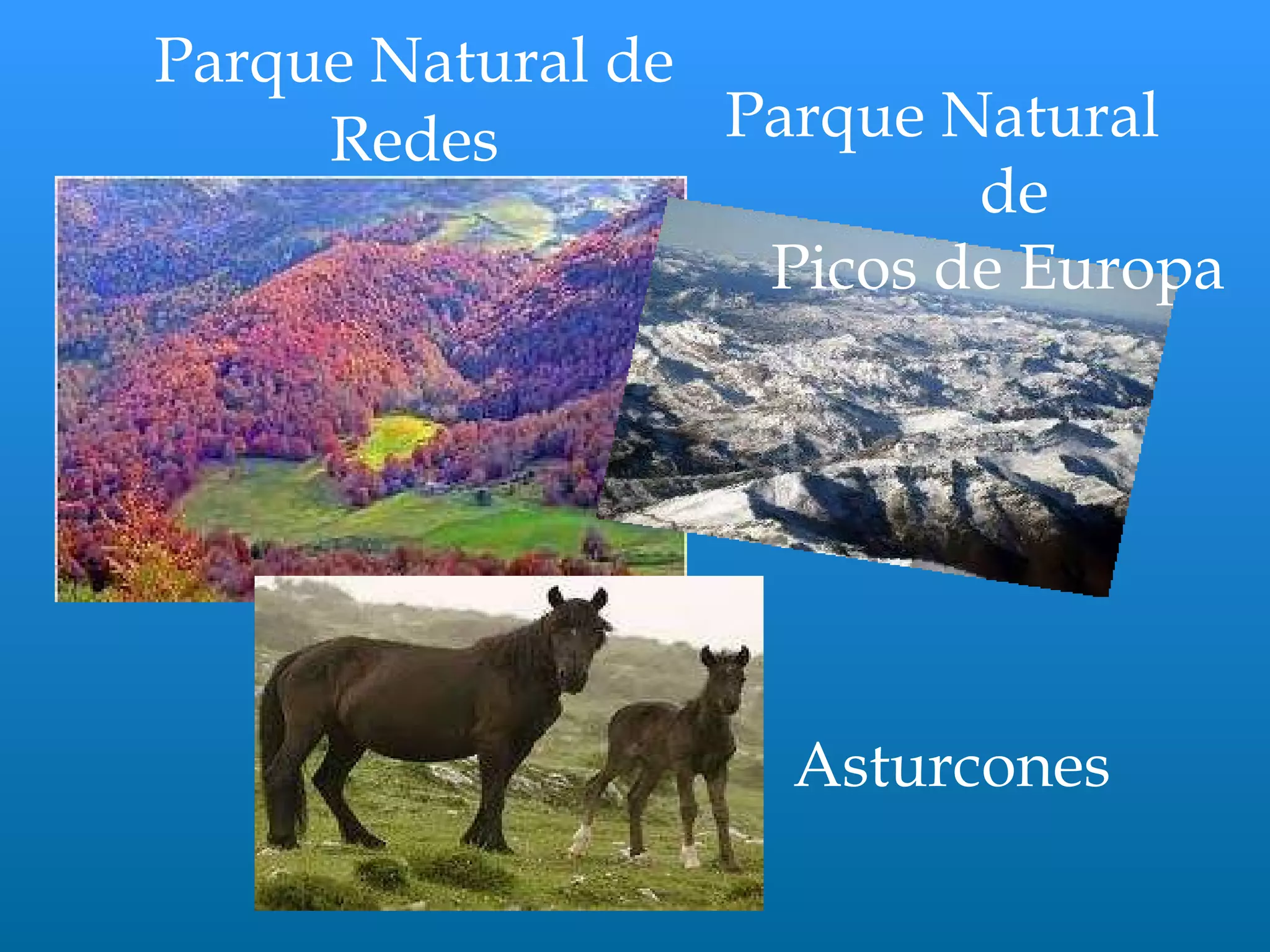 Parque Natural de Redes Parque Natural  de Picos de Europa Asturcones 