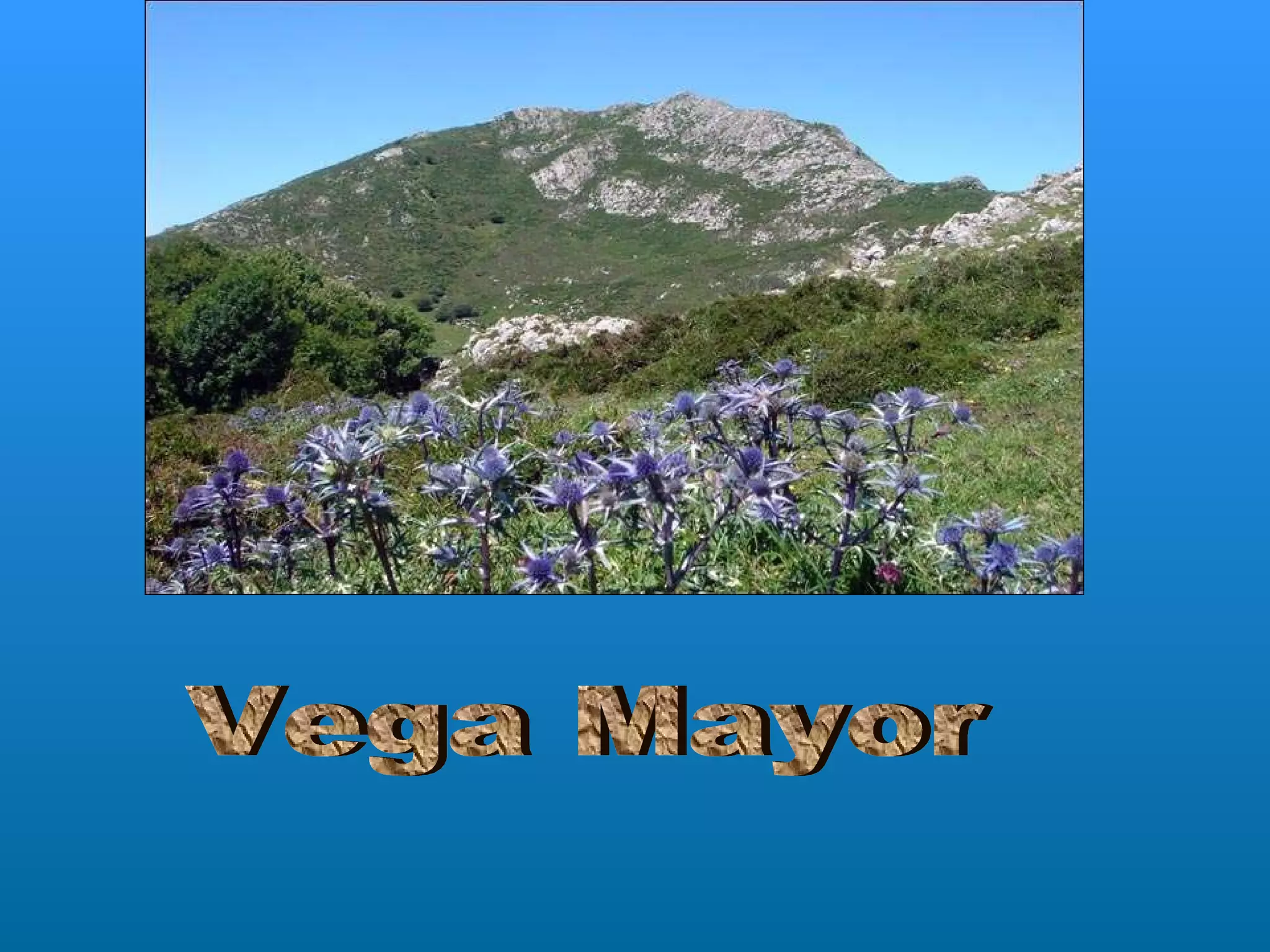 Vega Mayor 
