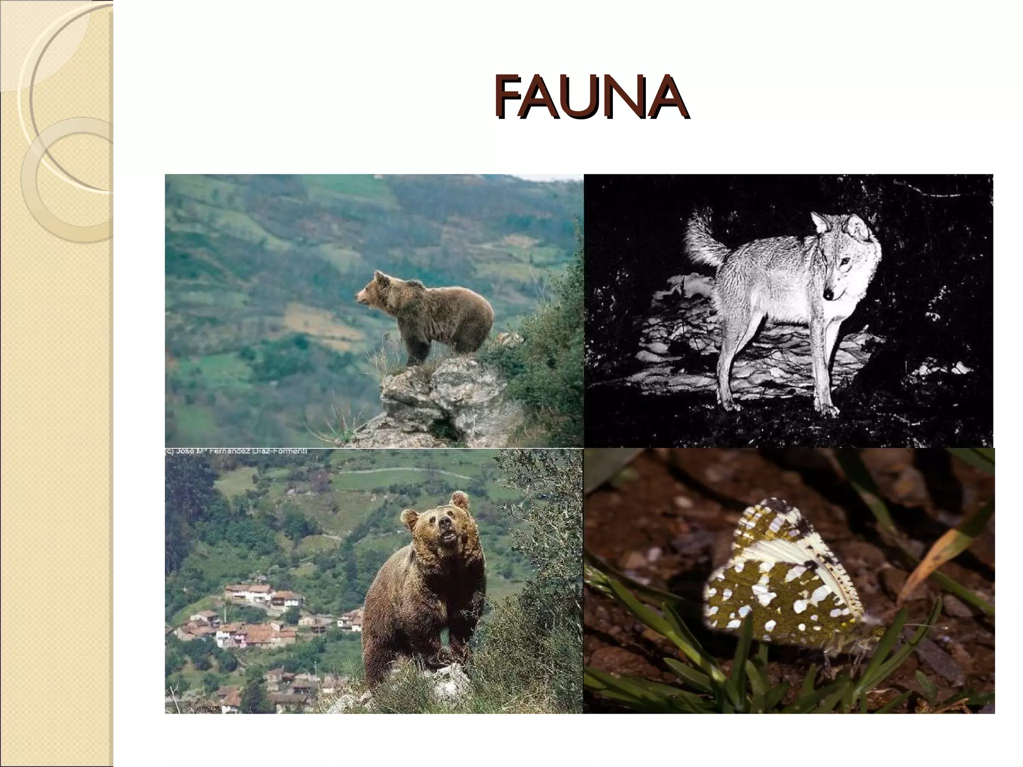FAUNA  