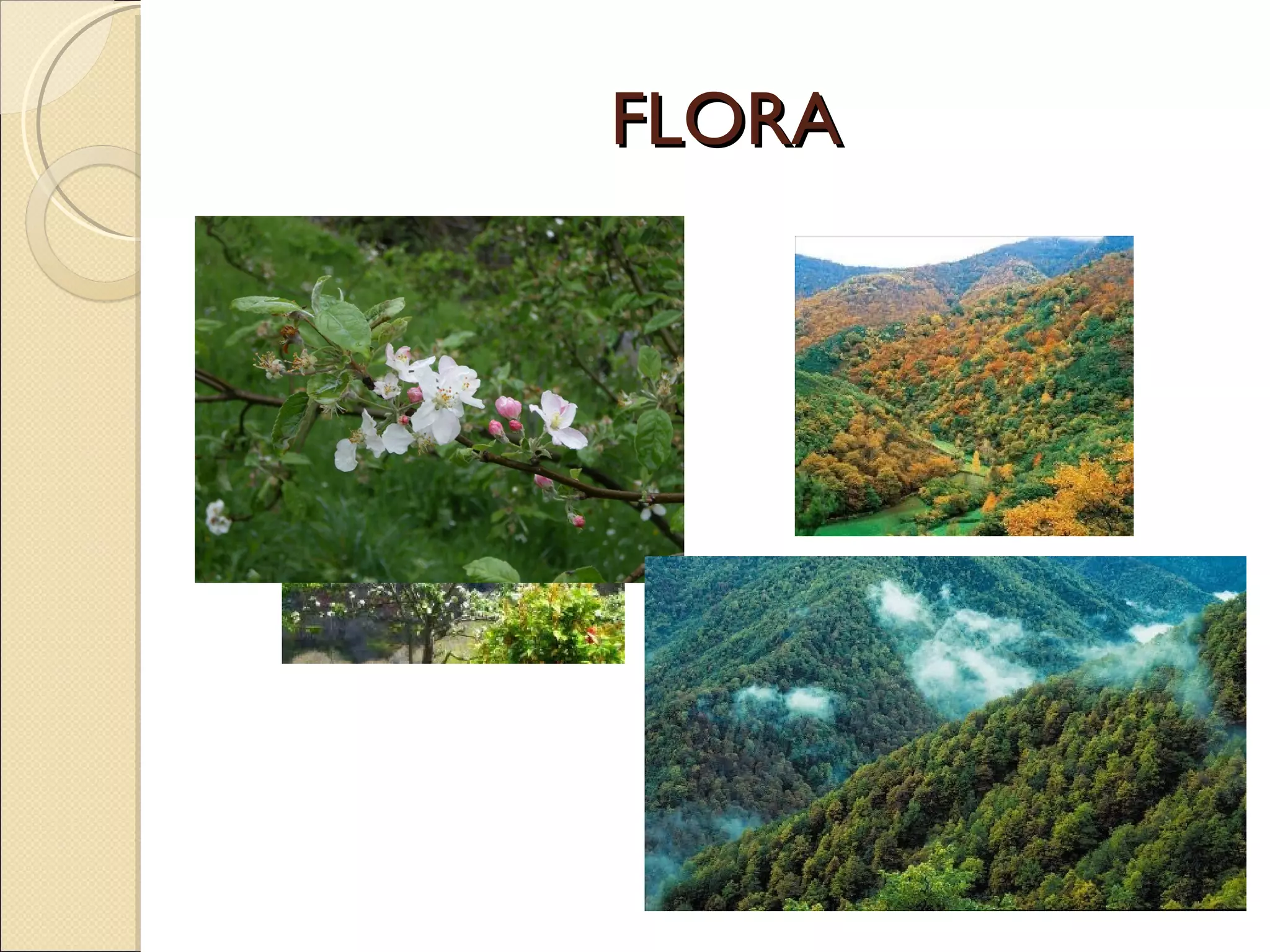 FLORA 