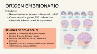 Neuroectodermo embriologiasobre el sistema nervioso.pdf