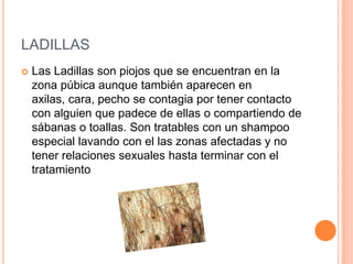 LADILLAS
   Las Ladillas son piojos que se encuentran en la
    zona púbica aunque también aparecen en
    axilas, cara, pecho se contagia por tener contacto
    con alguien que padece de ellas o compartiendo de
    sábanas o toallas. Son tratables con un shampoo
    especial lavando con el las zonas afectadas y no
    tener relaciones sexuales hasta terminar con el
    tratamiento
 