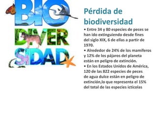 Pérdida de humedales• A nivel mundial, 50% de loshumedales se han ido perdiendodesde 1900.• Desde comienzos del siglo XX, seha destruido máss del 80% delos humedales que existen a lasorillas del Danubio.• Los pantanales mesopotámicosde las cuencas de los ríos Tigris yÉufrates fueron devastados porlas contenciones y canalizacionesde los ríos.