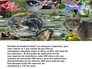 Pérdida de biodiversidad• Entre 34 y 80 especies de peces sehan ido extinguiendo desde finesdel siglo XIX, 6 de ellas a partir de1970.• Alrededor de 24% de los mamíferosy 12% de los pájaros del planetaestán en peligro de extinción.• En los Estados Unidos de América,120 de las 822 especies de pecesde agua dulce están en peligro deextinción,lo que representa el 15%del total de las especies ictícolas.