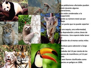 Pérdida de biodiversidad• Los bosques tropicales, que sólo cubren el 7 por ciento de las tierrasemergidas, albergan entre el 50%y el 90% del total de las especies.• El promedio de extinción era deuna especie de mamíferos cada 400 años y de una especie de avescada200 años,• pero las extinciones documentadas en los últimos 400 años indican que han desaparecido 58 especies demamíferos y 115 de aves.