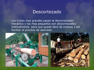 Descortezado
Los trozos mas grandes pasan al descortezador
mecánico y los mas pequeños son descortezados
manualmente para que quede libre de corteza y así
facilitar el proceso de aserrado.
 