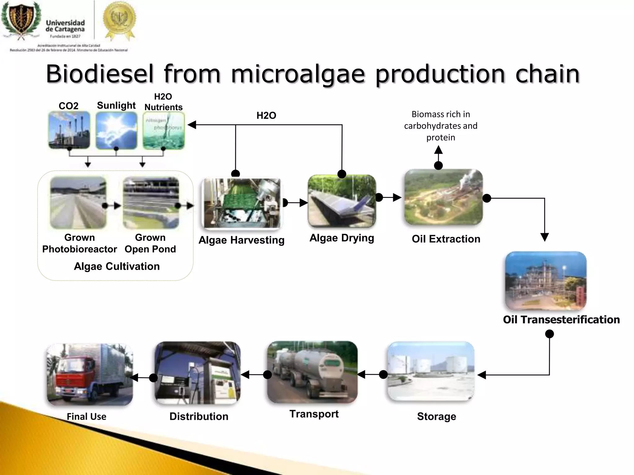 Biodiesel from microalgae: A chemical process approach | PPT