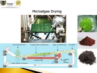 Biodiesel from microalgae: A chemical process approach | PPTX