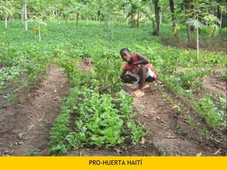 PRO-HUERTA HAITÍ
 