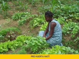 PRO-HUERTA HAITÍ
 