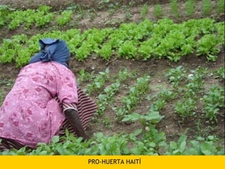 PRO-HUERTA HAITÍ
 