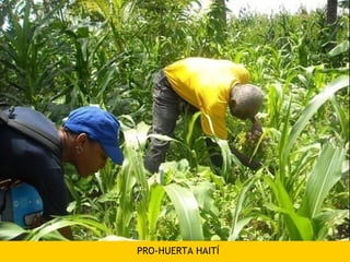 PRO-HUERTA HAITÍ
 