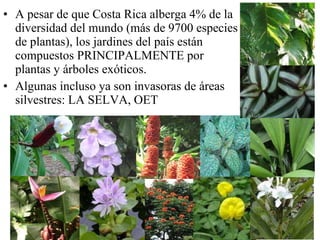 A pesar de que Costa Rica alberga 4% de la diversidad del mundo (más de 9700 especies de plantas), los jardines del país están compuestos PRINCIPALMENTE por plantas y árboles exóticos. Algunas incluso ya son invasoras de áreas silvestres: LA SELVA, OET 