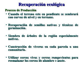 Recuperación ecológica Proceso de Producción Cuando el terreno este en pendiente se sembrará con curvas de nivel y en terrazas. Recuperación de semillas nativas y técnicas de germinación. Siembra de árboles de la región especialmente nativos. Construcción de viveros en cada parcela o uno comunitario. Utilizar cercos vivos y cercos rompevientos para reemplazar los cercos de alambre y poste. 