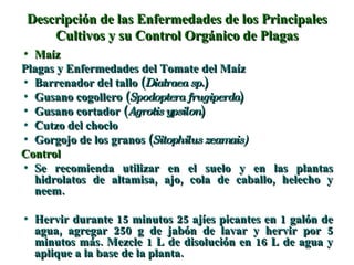 Descripción de las Enfermedades de los Principales Cultivos y su Control Orgánico de Plagas Maíz Plagas y Enfermedades del Tomate   del Maíz Barrenador del tallo ( Diatraea sp. ) Gusano cogollero ( Spodoptera frugiperda ) Gusano cortador ( Agrotis ypsilon ) Cutzo del choclo Gorgojo de los granos ( Sitophilus zeamais) Control Se recomienda utilizar en el suelo y en las plantas hidrolatos de altamisa, ajo, cola de caballo, helecho y neem. Hervir durante 15 minutos 25 ajíes picantes en 1 galón de agua, agregar 250 g de jabón de lavar y hervir por 5 minutos más. Mezcle 1 L de disolución en 16 L de agua y aplique a la base de la planta. 