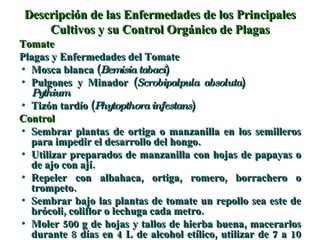 Descripción de las Enfermedades de los Principales Cultivos y su Control Orgánico de Plagas Tomate Plagas y Enfermedades del Tomate Mosca blanca ( Bemisia tabaci ) Pulgones y Minador ( Scrobipalpula absoluta )  Pythium Tizón tardío ( Phytopthora infestans ) Control Sembrar plantas de ortiga o manzanilla en los semilleros para   impedir el desarrollo del hongo. Utilizar preparados de manzanilla con hojas de papayas o de ajo con ají. Repeler con albahaca, ortiga, romero, borrachero o trompeto. Sembrar bajo las plantas de tomate un repollo sea este de brócoli, coliflor o lechuga cada metro. Moler 500 g de hojas y tallos de hierba buena, macerarlos durante 8 días en 4 L de alcohol etílico, utilizar de 7 a 10 mL   por litro de agua, realizar las aspersiones cada 8 días. 