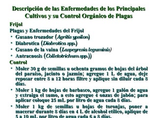 Descripción de las Enfermedades de los Principales Cultivos y su Control Orgánico de Plagas Frijol Plagas y Enfermedades del Frijol Gusano trozador ( Agritis ypsilon ) Diabrotica ( Diabrotica spp. ) Gusano de la vaina ( Laspeyresia leguminis ) Antracnosis ( Colletotrichum spp. )) Control Moler 30 g de semillas u ochenta gramos de hojas del árbol del paraíso, jacinto o jazmín; agregue 1 L de agua, deje reposar entre 8 a 12 horas filtre y aplique sin diluir cada 8 días. Moler 1 kg de hojas de barbasco, agregue 1 galón de agua y extraiga el sumo, a esto agregue 4 onzas de jabón; para aplicar coloque 25 mL por litro de agua cada 8 días. Moler 1 kg de semillas u hojas de toronjas, poner a macerar durante 8 días en 4 L de alcohol etílico, aplique de 5 a 10 mL por litro de agua cada 6 a 8 días. 
