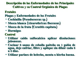 Descripción de las Enfermedades de los Principales Cultivos y su Control Orgánico de Plagas Frutales Plagas y Enfermedades de los Frutales Cochinilla (Pseudococcus sp.) Mosca blanca (Aleurothrixus floccosus) Mosca de la fruta (Ceratitis capitata) Hormigas Control Utilizar caldo sulfocalcico aplicar disoluciones jabonosas. Cocinar 6 onzas de cebolla paiteña en 1 galón de agua, deje enfriar, filtre y aplique sin diluir cada 6 u 8 días. Utilizar purines de helecho, menta o hierba buena. 