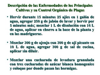 Descripción de las Enfermedades de los Principales Cultivos y su Control Orgánico de Plagas Hervir durante 15 minutos 25 ajíes en 1 galón de agua, agregar 250 g de jabón de lavar y hervir por 5 minutos más; mezclar 1 L de disolución con 16 L de agua, aplicar en chorro a la base de la planta y en las madrigueras. Mezclar 300 g de ajenjo con 300 g de ají picante en 10 L de agua, agregar 300 g de sal de cocina, aplicar sin diluir. Mezclar una cucharada de levadura granulada con tres cucharadas de azúcar blanca homogenice y coloque por donde pasan las hormigas. 