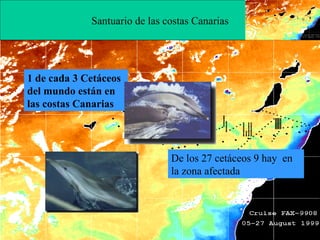 Santuario de las costas Canarias 1 de cada 3 Cetáceos del mundo están en las costas Canarias De los 27 cetáceos 9 hay  en la zona afectada 