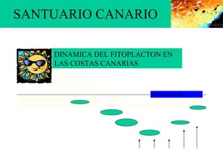 SANTUARIO CANARIO DINAMICA DEL FITOPLACTON EN LAS COSTAS CANARIAS INFLUENCIA   LÚMINICA NIVEL DEL  MAR 