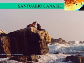 SANTUARIO CANARIO . 