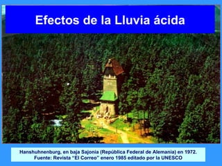 Hanshuhnenburg, en baja Sajonia (República Federal de Alemania) en 1972. Fuente: Revista “El Correo” enero 1985 editado por la UNESCO Efectos de la Lluvia ácida 