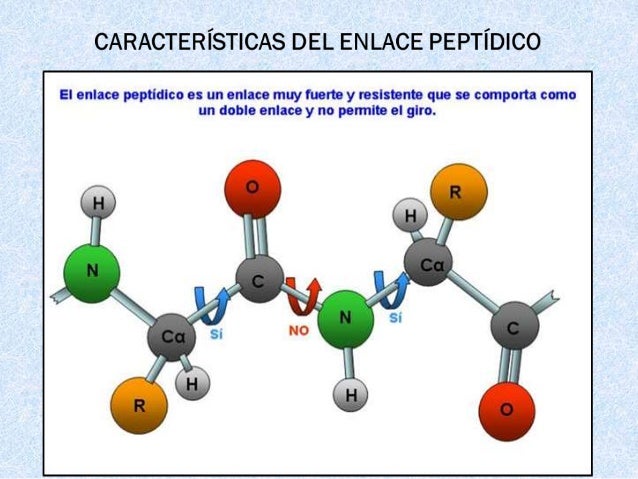 Estructura de las proteinas