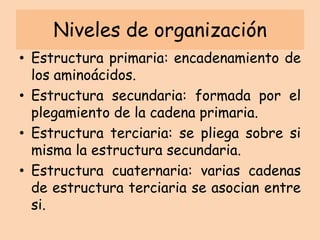 Clasificación.Atendiendo a (- R)Radical apolar: Cadena R con grupos hidrófobos: Ala, Val, Leu, Ile, Pro, Phe, Trp y Met.Radical polar sin carga: Grupos polares capaces de formar puentes de hidrógeno: Ser, Thr, Cys, Gly, Gln, Asn y TyrRadical polar ácido: grupos carboxilo cargados negativamente:  Asp y Glu.Radical polar básico: grupos amino cargados positivamente: Lys, Arg e His.