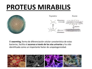 PROTEUS MIRABILIS
El swarming, forma de diferenciación celular característica de estas
bacterias, facilita el ascenso a través de las vías urinarias y ha sido
identificado como un importante factor de uropatogenicidad.
 