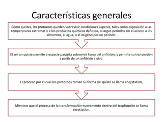 Características generales
Como quistes, los protozoos pueden sobrevivir condiciones ásperas, tales como exposición a las
temperaturas extremas y a los productos químicos dañosos, o largos periodos sin el acceso a los
alimentos, al agua, o al oxígeno por un período.

El ser un quiste permite a especie parásita sobrevivir fuera del anfitrión, y permite su transmisión
a partir de un anfitrión a otro.

El proceso por el cual los protozoos toman su forma del quiste se llama encystation,

Mientras que el proceso de la transformación nuevamente dentro del trophozoite se llama
excystation.

 
