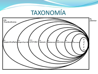TAXONOMÍA
 