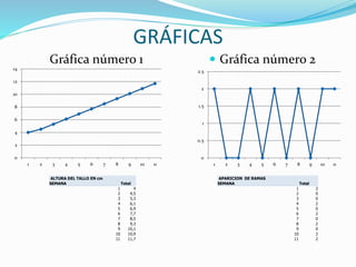 GRÁFICAS
Gráfica número 1  Gráfica número 2
ALTURA DEL TALLO EN cm
SEMANA Total
1 4
2 4,5
3 5,3
4 6,1
5 6,9
6 7,7
7 8,5
8 9,3
9 10,1
10 10,9
11 11,7
0
2
4
6
8
10
12
14
1 2 3 4 5 6 7 8 9 10 11
0
0.5
1
1.5
2
2.5
1 2 3 4 5 6 7 8 9 10 11
APARICION DE RAMAS
SEMANA Total
1 2
2 0
3 0
4 2
5 0
6 2
7 0
8 2
9 0
10 2
11 2
 