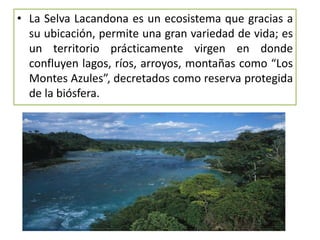 • La Selva Lacandona es un ecosistema que gracias a 
su ubicación, permite una gran variedad de vida; es 
un territorio prácticamente virgen en donde 
confluyen lagos, ríos, arroyos, montañas como “Los 
Montes Azules”, decretados como reserva protegida 
de la biósfera. 
 