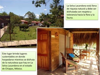 La Selva Lacandona está llena 
de riqueza natural y debe ser 
disfrutada con respeto y 
tolerancia hacia la flora y la 
fauna. 
Éste lugar brinda lugares 
sustentables en donde 
hospedarse mientras se disfruta 
de la naturaleza que hay en La 
Selva Lacandona en el estado 
de Chiapas, México. 
 