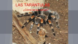LAS TARANTULAS
¿COMO ES SU CUERPO?
LAS TARÁNTULAS
¿Cómo es su cuerpo?
 