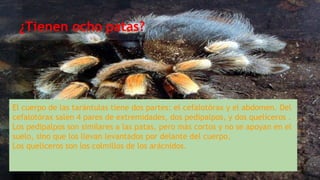 ¿Tienen ocho patas?
El cuerpo de las tarántulas tiene dos partes: el cefalotórax y el abdomen. Del
cefalotórax salen 4 pares de extremidades, dos pedipalpos, y dos quelíceros .
Los pedipalpos son similares a las patas, pero más cortos y no se apoyan en el
suelo, sino que los llevan levantados por delante del cuerpo.
Los quelíceros son los colmillos de los arácnidos.
 