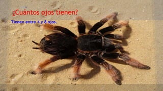 ¿Cuántos ojos tienen?
- Tienen entre 4 y 8 ojos.
 